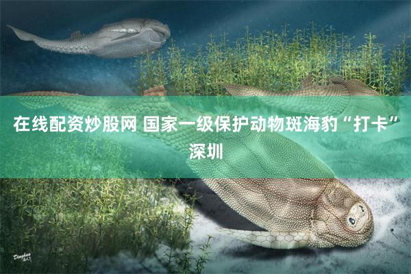 在线配资炒股网 国家一级保护动物斑海豹“打卡”深圳